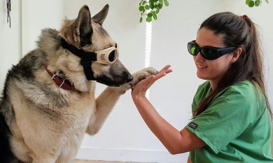 perro dando la mano a una doctora en una terapia